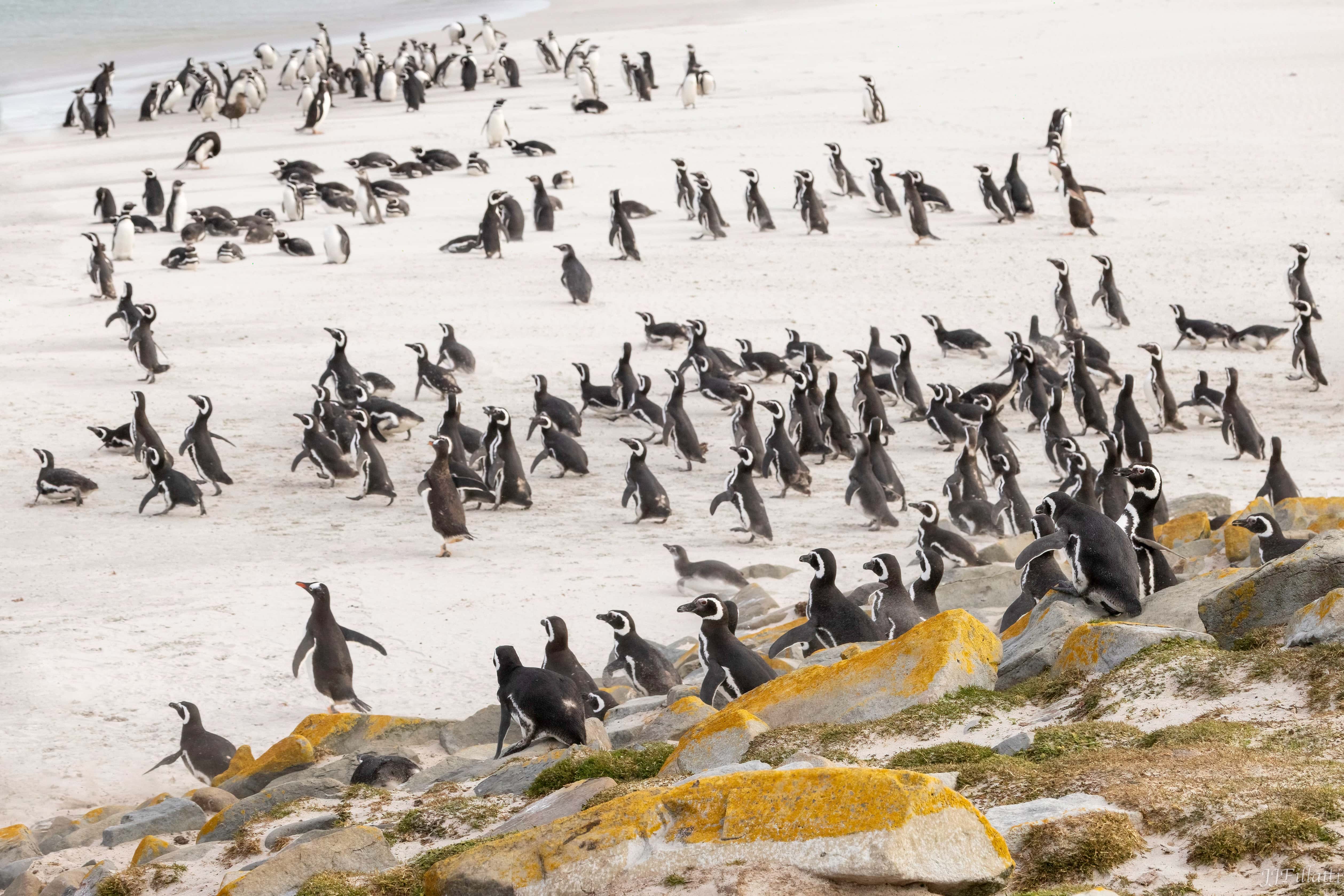 bird of the falklands image 57